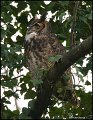 _1SB4410 great-horned owl